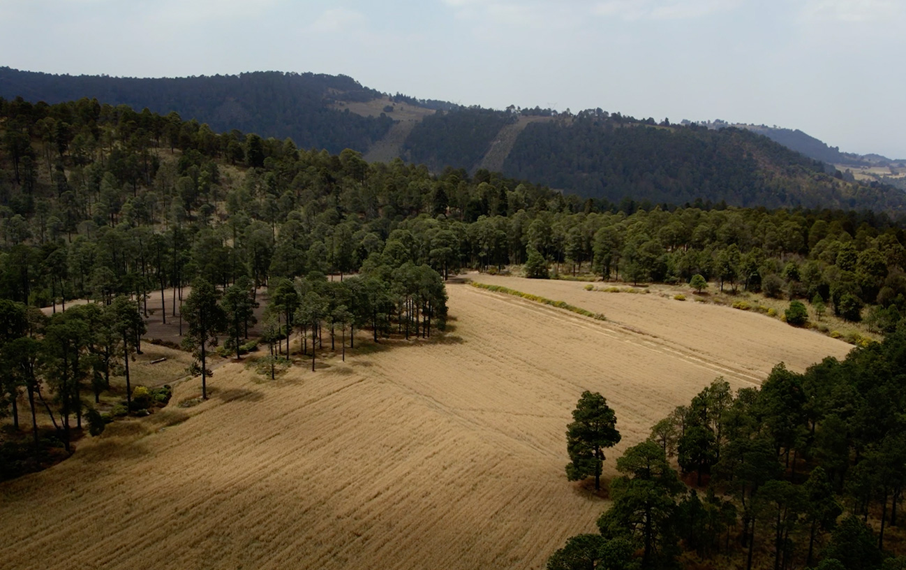 bosque06